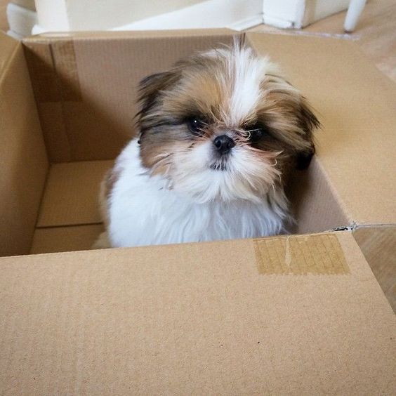 shihtzu in a box