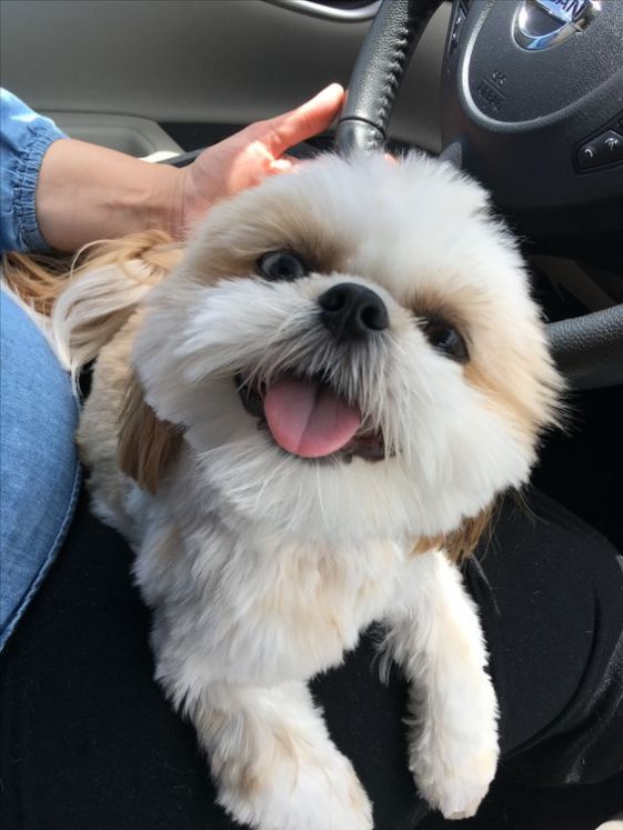 Smiling with tongue out shih tzu