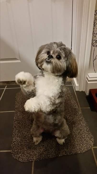 cute shih tzu dancing