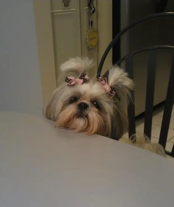 shih tzu with its face in the dinner table