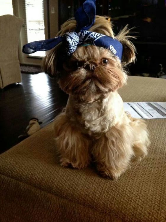 shih tzu wearing a headband