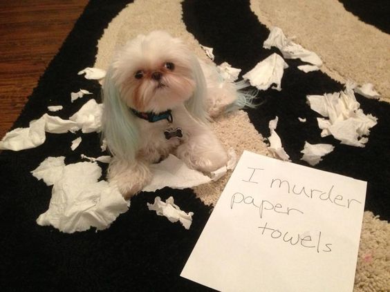 guilty shihtzu from tearing paper towels