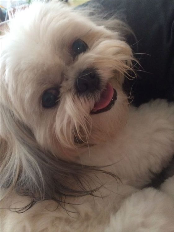 smiling shih tzu