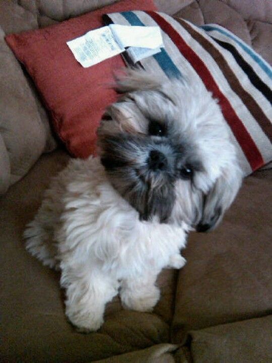  shih tzu tilting its head