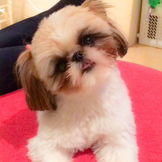 Head tilting shih tzu