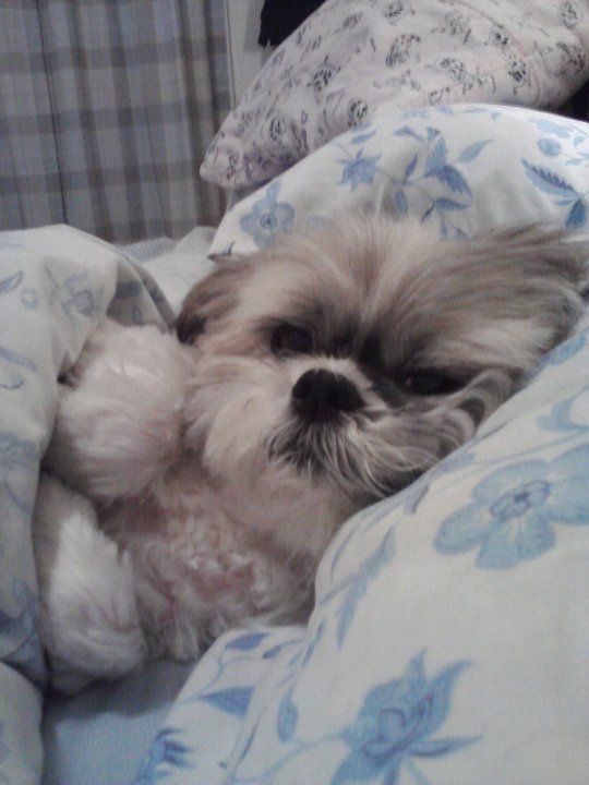 shih tzu in bed