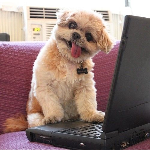 silly shih tzu sticking its tongue out