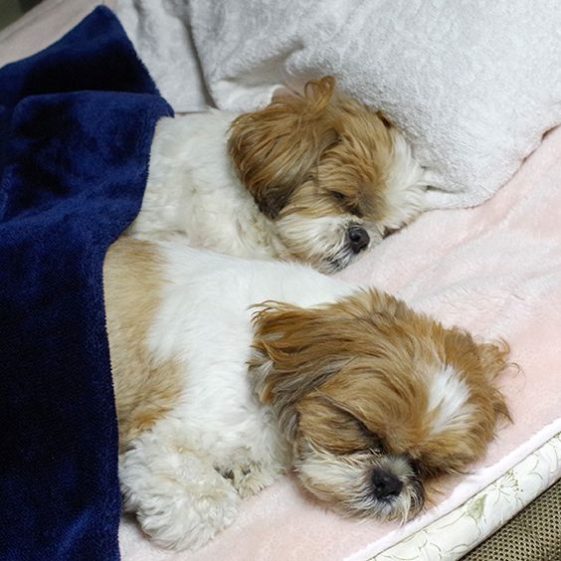 sleeping Shih tzu in the bed