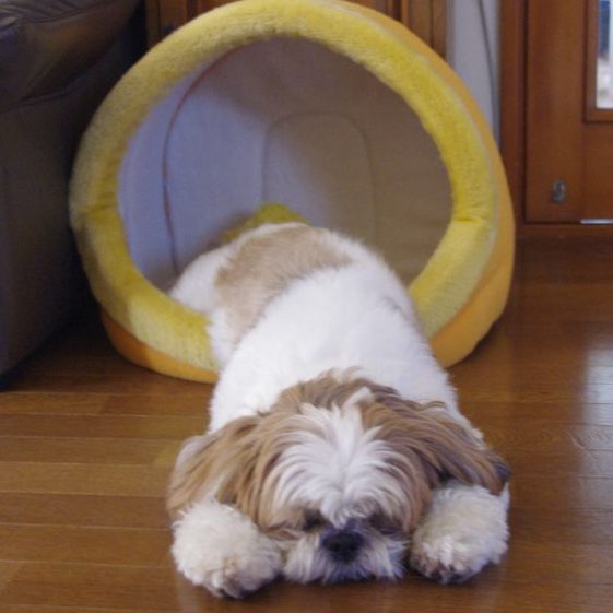 tired shih tzu