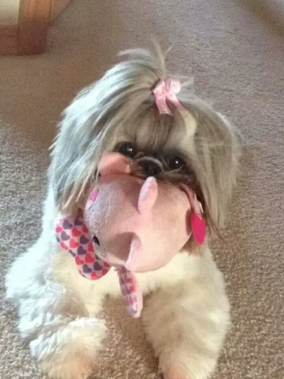 cute shih tzu with toy in mouth