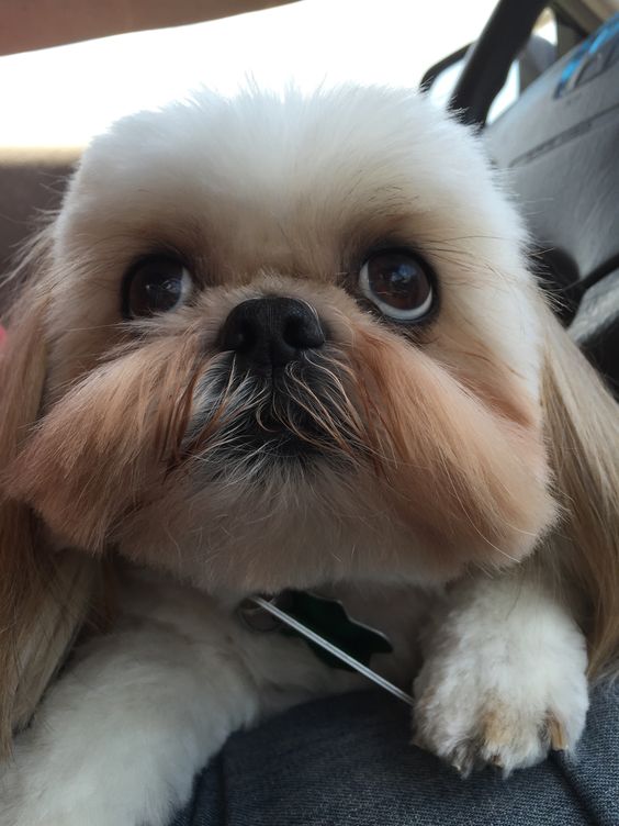 shihtzu with puppy eyes