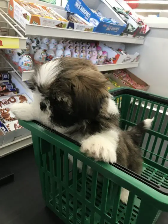 cute shih tzu in a shopping basket