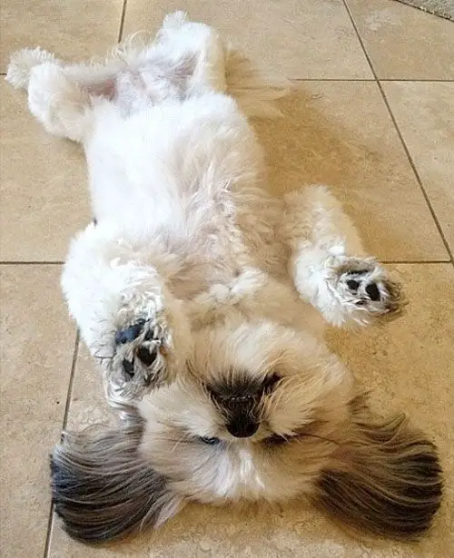 shihtzu lying on its back in the floor