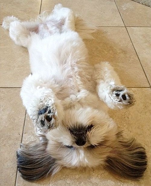 shihtzu lying on its back in the floor