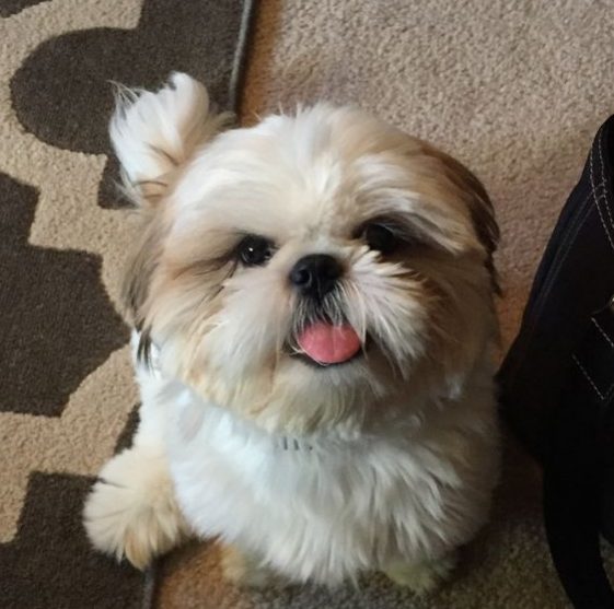 tongue sticking out shih tzu