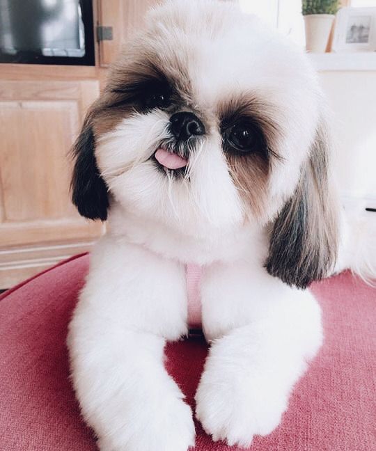 shih tzu sticking out its tongue