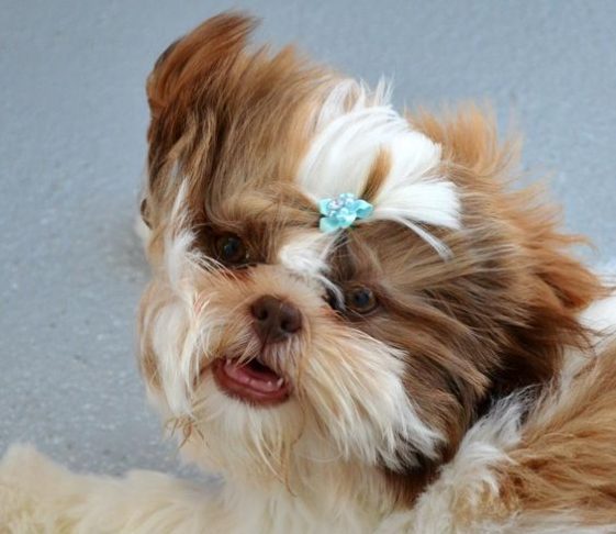 shih tzu with wind blowing