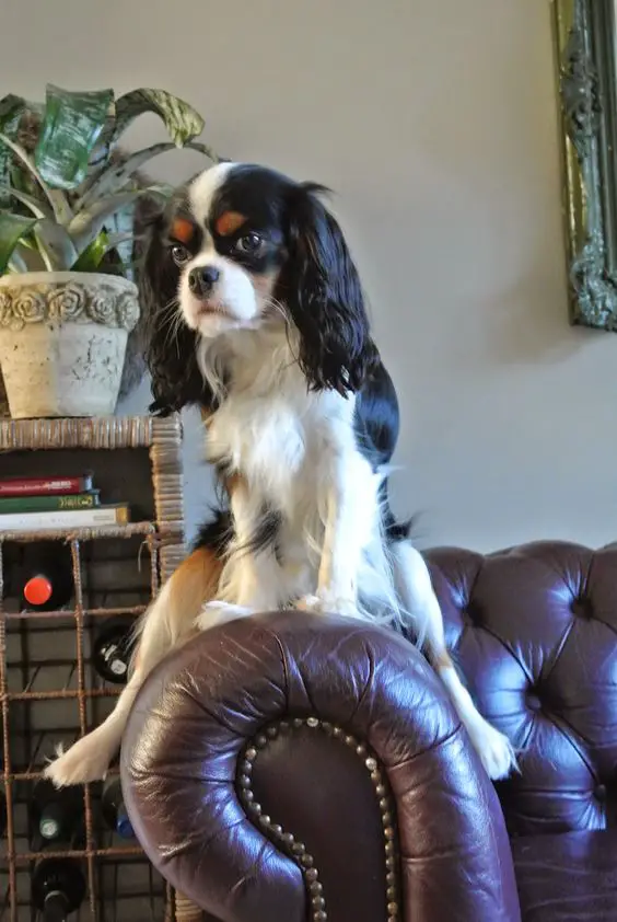 Cavalier King Charles Spaniel sitting on top of the arms of the couch