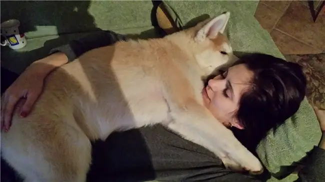 Akita Inu sleeping on the of a woman lying on the couch