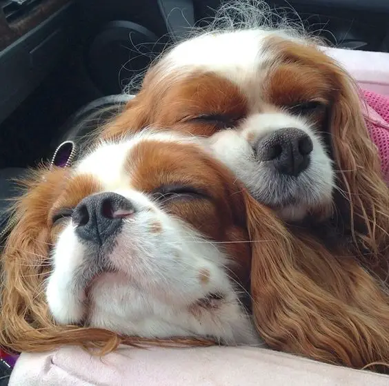 two Cavalier King Charles Spaniel dog sleeping with each other
