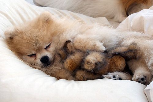 A Pomeranian sleeping soundly on the bed