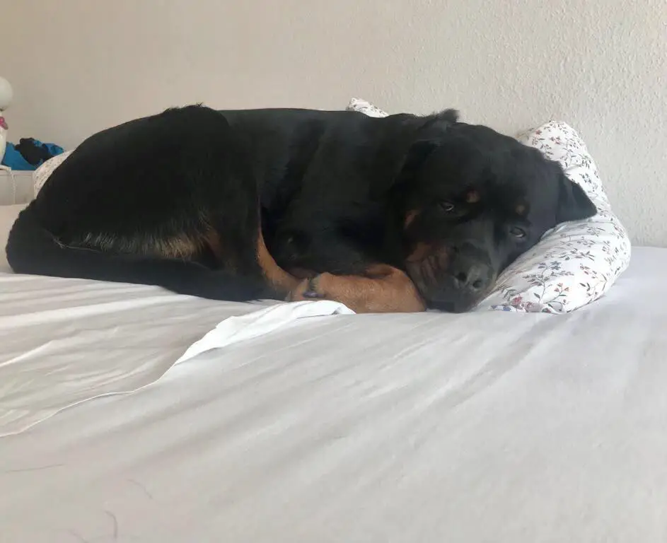 rottweiler dog curled up sleeping on the bed
