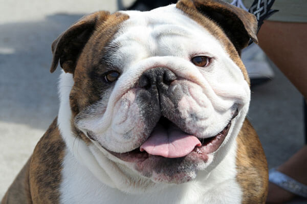 smiling English Bulldog