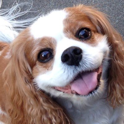 smiling face of Cavalier King Charles Spaniel