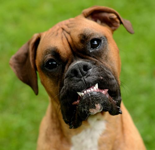 Boxer Dog with an awkward smile