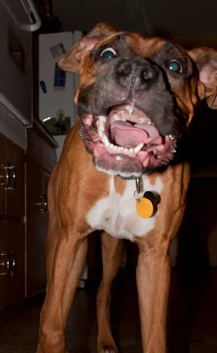 shocked Boxer Dog