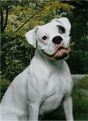 Smiling Boxer Dog with its tongue out