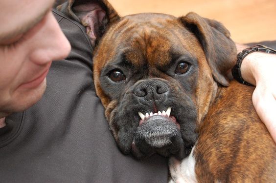 Boxer Dog leaning towards the man while smiling