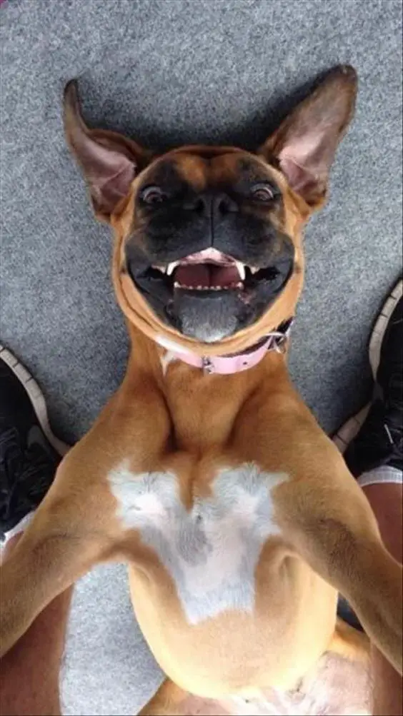 Smiling Boxer Dog on the floor