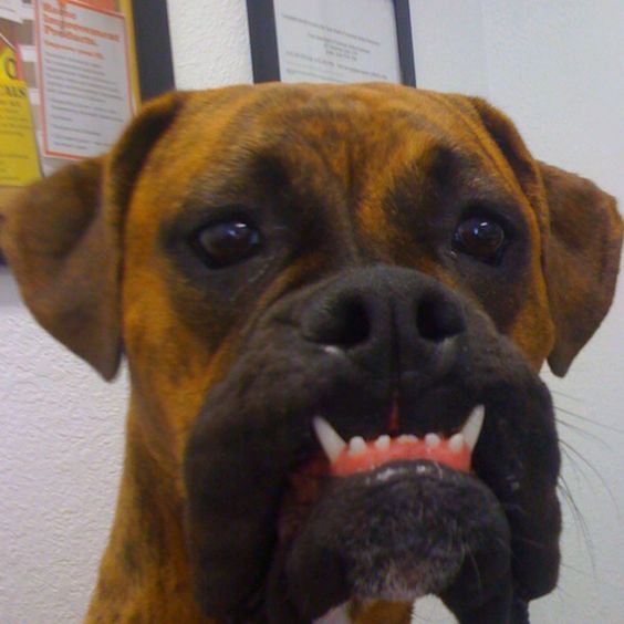 Boxer Dog with an awkward smile