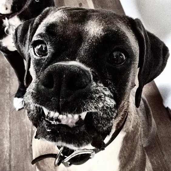 Smiling Boxer Dog