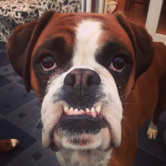 Smiling awkwardly Boxer Dog