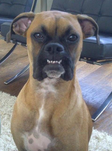 Boxer Dog sitting on the floor showing its lower teeth