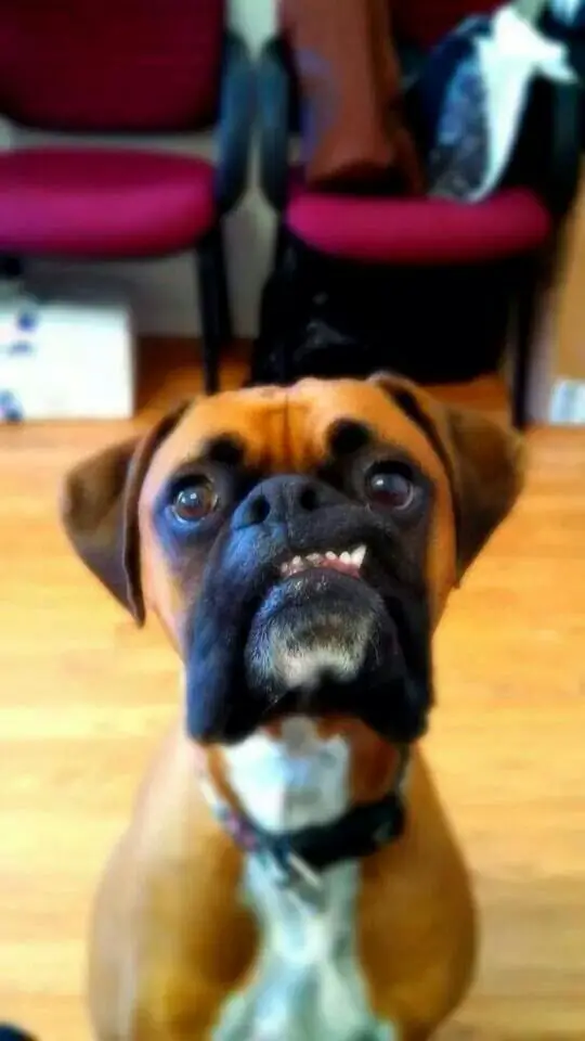 awkward Smiling Boxer Dog