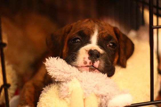 Smiling Boxer puppy with its toy on its chin