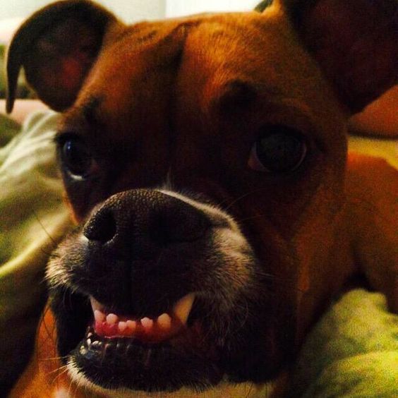 Smiling Boxer Dog on the bed