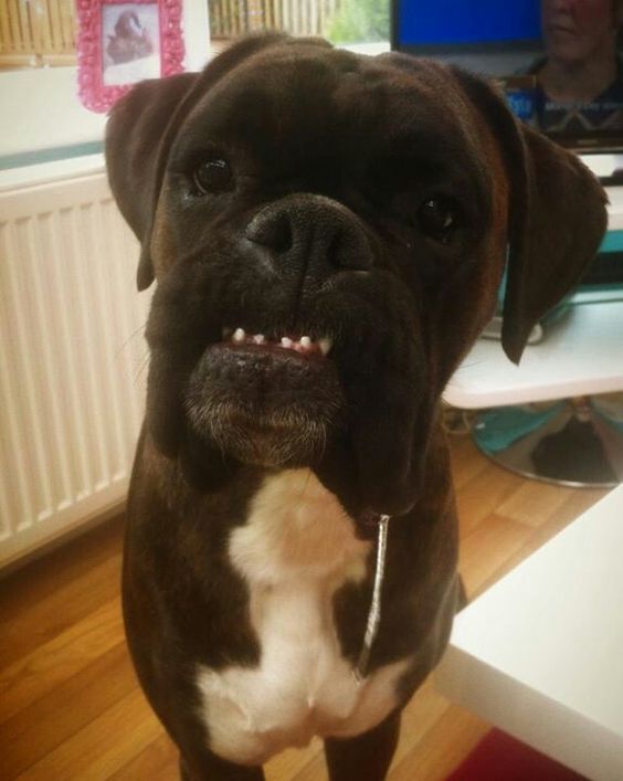Smiling black Boxer Dog