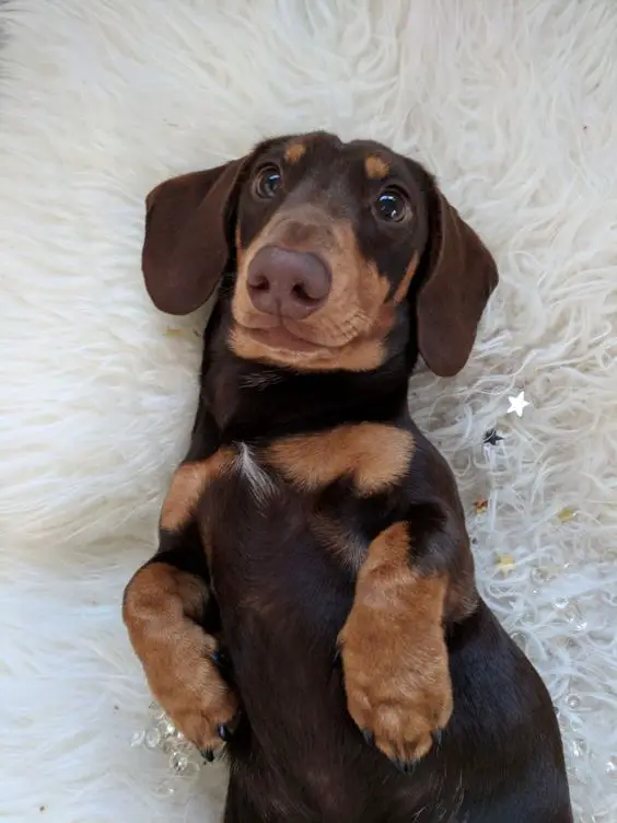 A Dachshund lying on a white furry blanket while smiling and staring with its adorable eyes