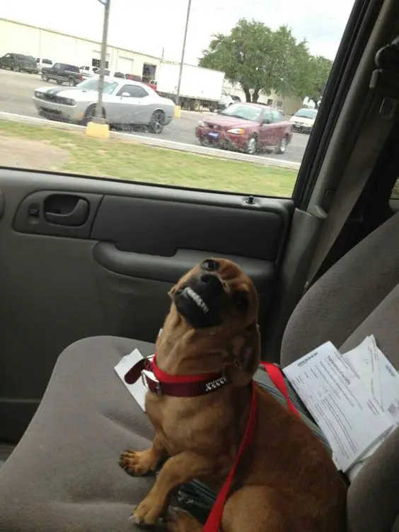 A Dachshund sitting in the passenger seat while looking up and smiling with its full teeth