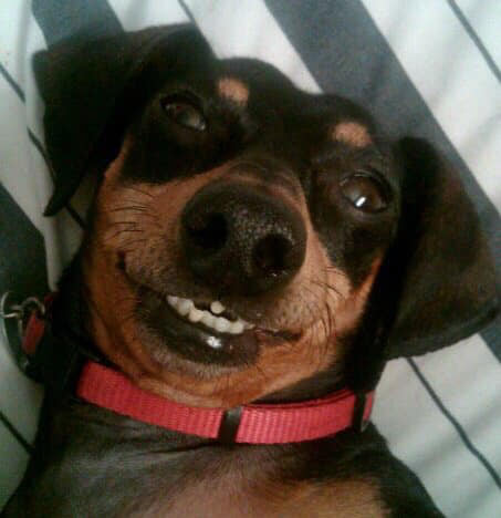 A Dachshund lying on the bed while smiling