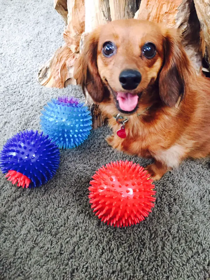 A happy Dachshund standing on the floor with three balls in front of him