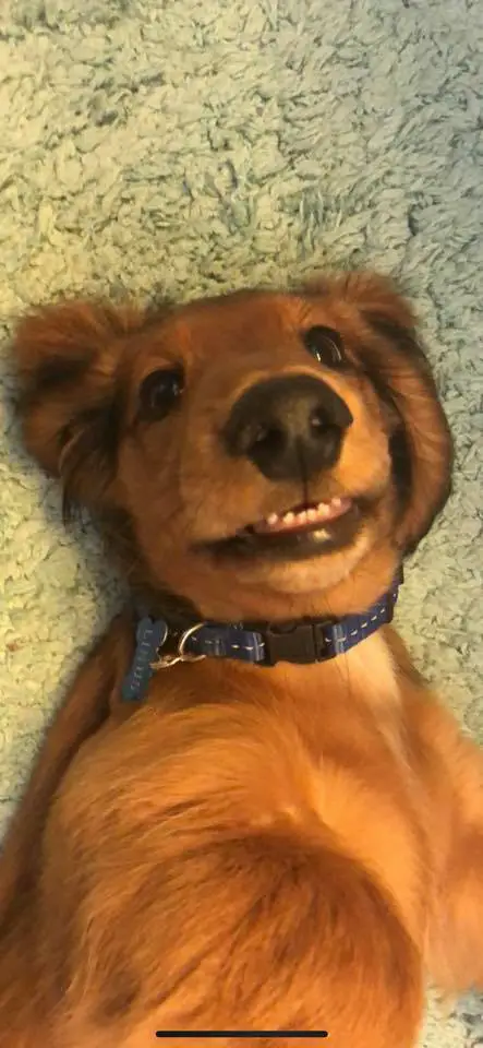A Dachshund lying on the floor while smiling showing its lower teeth