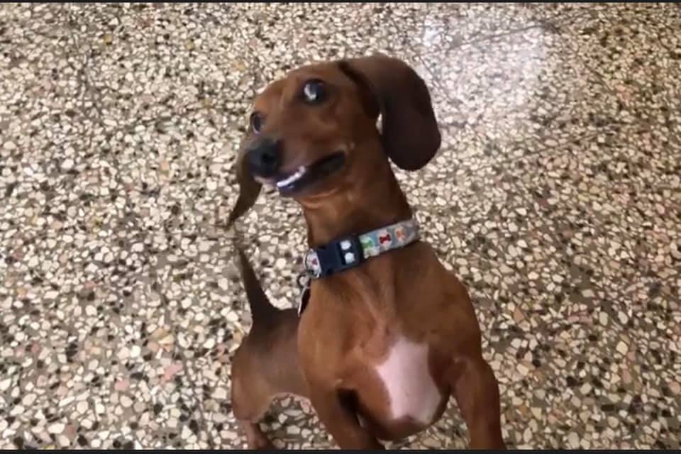 A Dachshund standing up while looking sideways