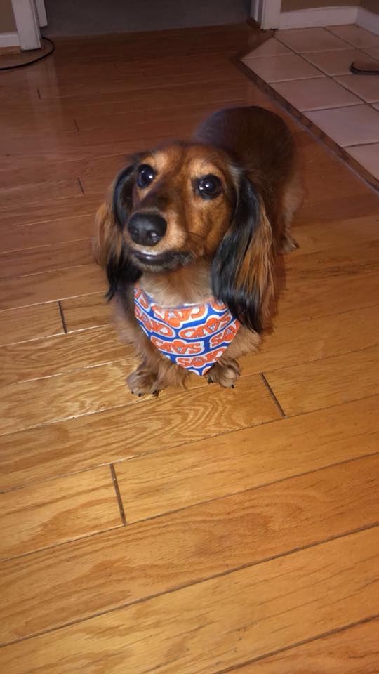 A Dachshund wearing a scarf while standing on the floor with its begging face