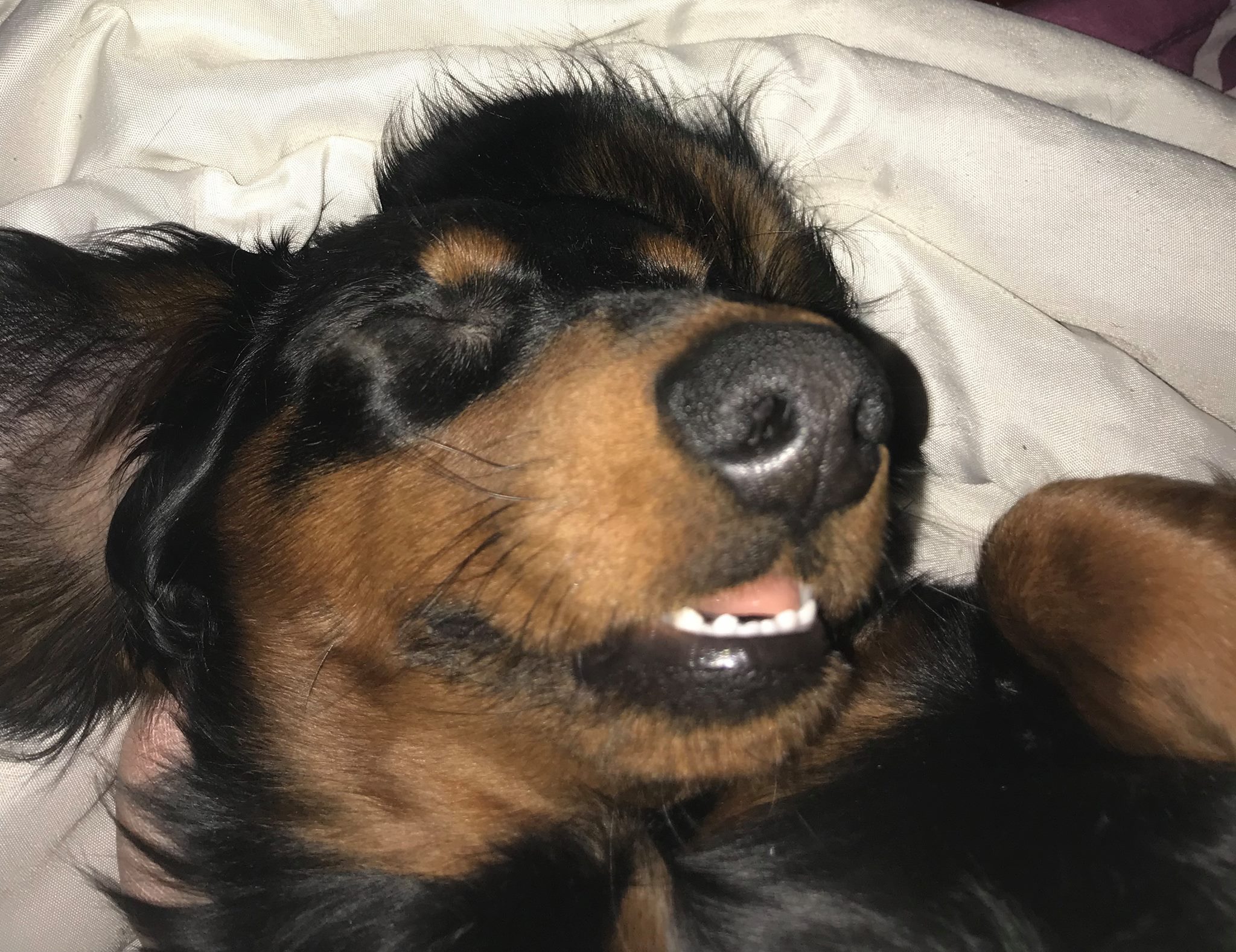 A Dachshund sleeping on its bed while smiling
