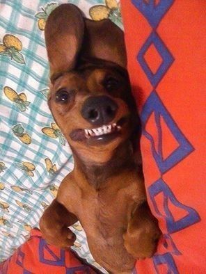 A Dachshund lying on the couch while smiling with its full teeth